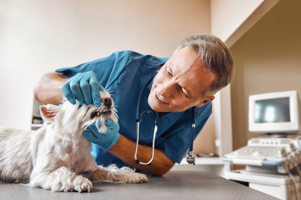 Best Emergency X-Rays and Diagnostics in Florence, SC